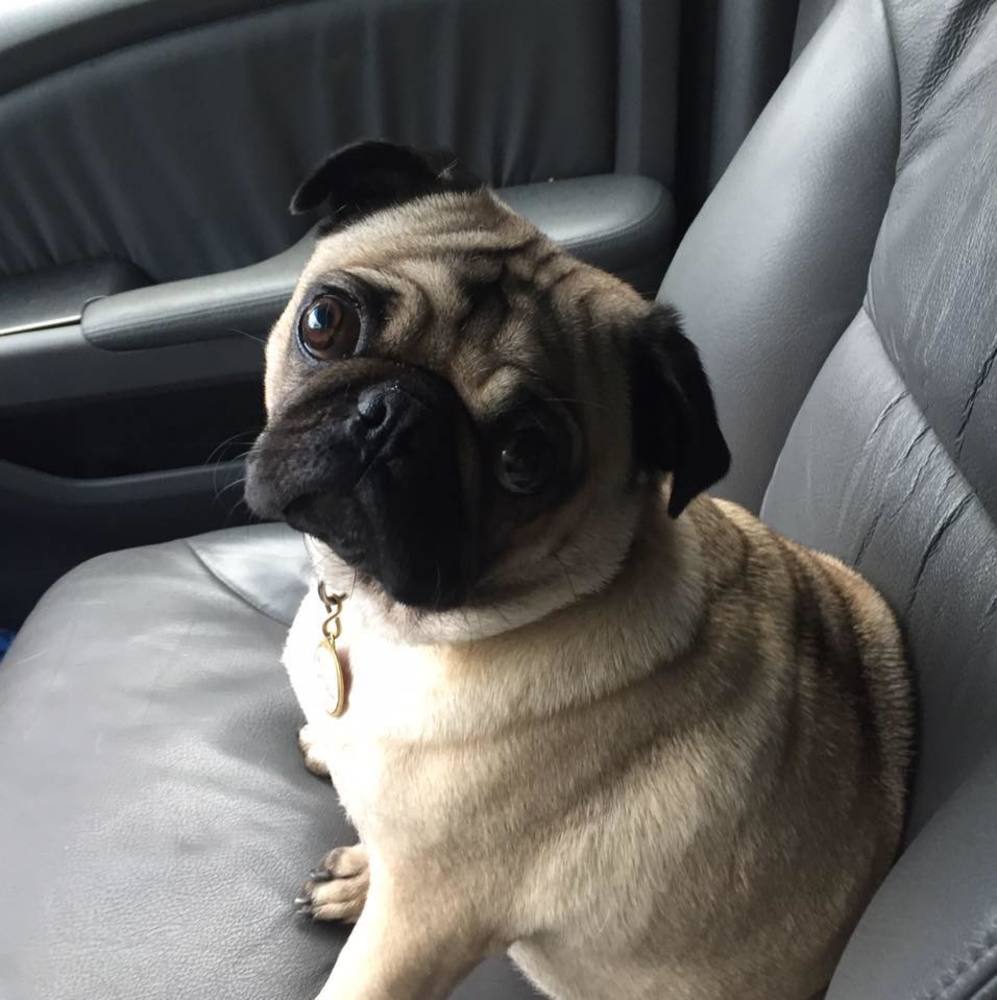 Meet your Posher, Monica